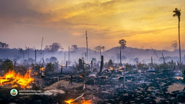 #News:  #Study using satellite data & #AI uncovers with much more precision what’s driving #deforestation in #Cameroon— main causes identified!  #BoycottPalmOil #Boycott4Wildlife 🔥 @palmoildetect https://www.sciencedirect.com/science/article/pii/S235293852500206X?utm_source=mastodon&utm_medium=Palm+Oil+Detectives&utm_campaign=publer