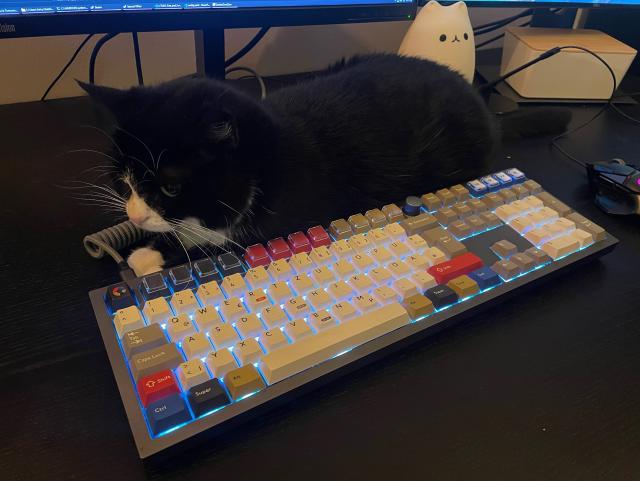 tuxedo cat tucked behind a keyboard, between the board and the cable