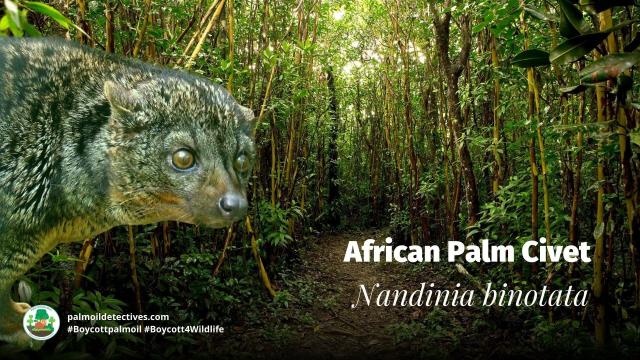 Vital seed dispersers in #African forests, African palm civets are hunted for #bushmeat in #Gabon 🇬🇦 #Liberia 🇱🇷 Say NO to #palmoil #deforestation and hunting. Fight for them! Be #Vegan 🫑🍆 #BoycottPalmOil 🌴🩸🚜☠️🔥❌ #Boycott4Wildlife @palmoildetect https://palmoildetectives.com/2022/11/13/african-palm-civet-nandinia-binotata/?utm_source=mastodon&utm_medium=Palm+Oil+Detectives&utm_campaign=publer