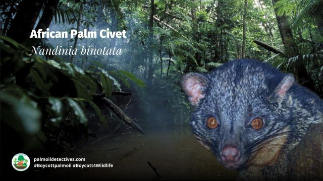 Vital seed dispersers in #African forests, African palm civets are hunted for #bushmeat in #Gabon 🇬🇦 #Liberia 🇱🇷 Say NO to #palmoil #deforestation and hunting. Fight for them! Be #Vegan 🫑🍆 #BoycottPalmOil 🌴🩸🚜☠️🔥❌ #Boycott4Wildlife @palmoildetect https://palmoildetectives.com/2022/11/13/african-palm-civet-nandinia-binotata/?utm_source=mastodon&utm_medium=Palm+Oil+Detectives&utm_campaign=publer