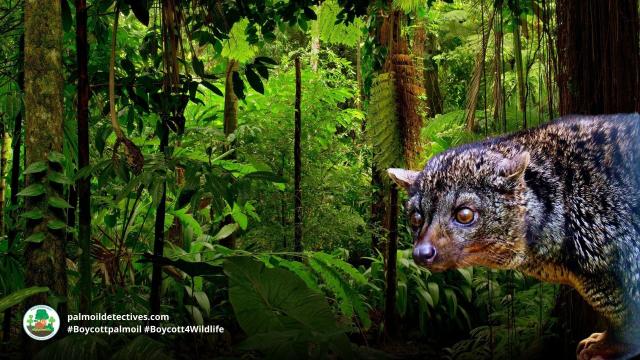 Vital seed dispersers in #African forests, African palm civets are hunted for #bushmeat in #Gabon 🇬🇦 #Liberia 🇱🇷 Say NO to #palmoil #deforestation and hunting. Fight for them! Be #Vegan 🫑🍆 #BoycottPalmOil 🌴🩸🚜☠️🔥❌ #Boycott4Wildlife @palmoildetect https://palmoildetectives.com/2022/11/13/african-palm-civet-nandinia-binotata/?utm_source=mastodon&utm_medium=Palm+Oil+Detectives&utm_campaign=publer
