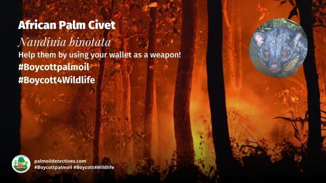 Vital seed dispersers in #African forests, African palm civets are hunted for #bushmeat in #Gabon 🇬🇦 #Liberia 🇱🇷 Say NO to #palmoil #deforestation and hunting. Fight for them! Be #Vegan 🫑🍆 #BoycottPalmOil 🌴🩸🚜☠️🔥❌ #Boycott4Wildlife @palmoildetect https://palmoildetectives.com/2022/11/13/african-palm-civet-nandinia-binotata/?utm_source=mastodon&utm_medium=Palm+Oil+Detectives&utm_campaign=publer