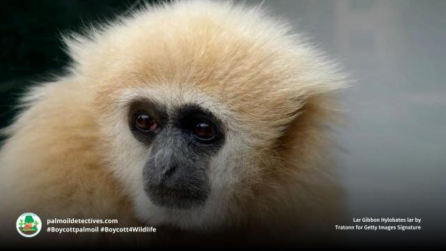 🎶 🐵 #Gibbons are musical maestros. Their songs unlock the secrets of human language. Let's protect them and their symphony. Many are threatened by #palmoil #deforestation 🌳✨ #Boycottpalmoil #Boycott4Wildlife @palmoildetect https://palmoildetectives.com/2021/02/21/gibbon-song-may-be-music-to-the-ears-of-human-language-students/?utm_source=mastodon&utm_medium=Palm+Oil+Detectives&utm_campaign=publer
