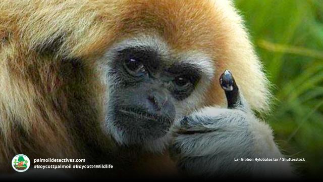 🎶 🐵 #Gibbons are musical maestros. Their songs unlock the secrets of human language. Let's protect them and their symphony. Many are threatened by #palmoil #deforestation 🌳✨ #Boycottpalmoil #Boycott4Wildlife @palmoildetect https://palmoildetectives.com/2021/02/21/gibbon-song-may-be-music-to-the-ears-of-human-language-students/?utm_source=mastodon&utm_medium=Palm+Oil+Detectives&utm_campaign=publer