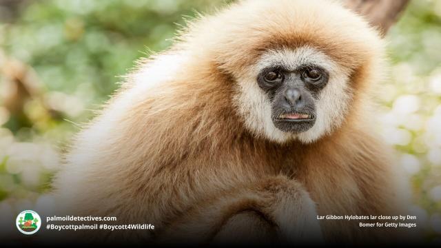 🎶 🐵 #Gibbons are musical maestros. Their songs unlock the secrets of human language. Let's protect them and their symphony. Many are threatened by #palmoil #deforestation 🌳✨ #Boycottpalmoil #Boycott4Wildlife @palmoildetect https://palmoildetectives.com/2021/02/21/gibbon-song-may-be-music-to-the-ears-of-human-language-students/?utm_source=mastodon&utm_medium=Palm+Oil+Detectives&utm_campaign=publer