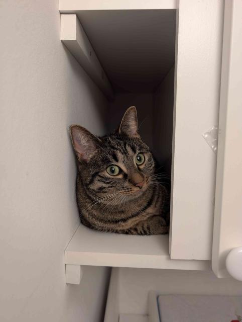 photo of a tigered, black and grey cat lying in a small shelf space in a white cupboard 