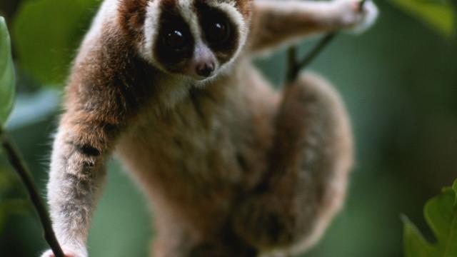 Sweet and meek Sumatran Slow Lorises are #endangered #primates, at risk from the illegal #pet trade and #palmoil #deforestation throughout their range. Help them survive and #Boycottpalmoil #Boycott4Wildlife every time you shop! @palmoildetect https://wp.me/pcFhgU-gQ?utm_source=mastodon&utm_medium=Palm+Oil+Detectives&utm_campaign=publer 