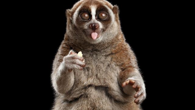 Sweet and meek Sumatran Slow Lorises are #endangered #primates, at risk from the illegal #pet trade and #palmoil #deforestation throughout their range. Help them survive and #Boycottpalmoil #Boycott4Wildlife every time you shop! @palmoildetect https://wp.me/pcFhgU-gQ?utm_source=mastodon&utm_medium=Palm+Oil+Detectives&utm_campaign=publer 