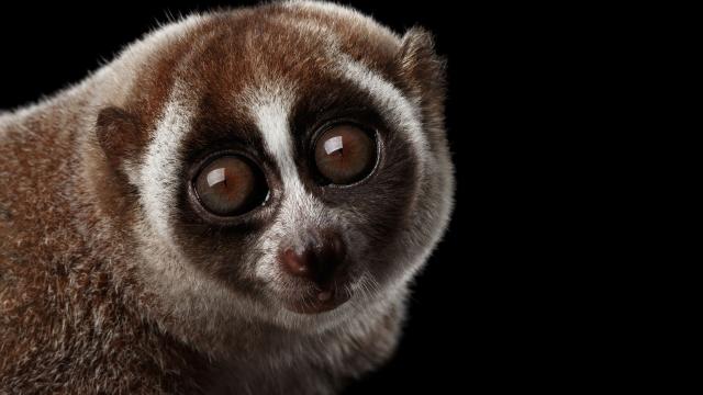 Sweet and meek Sumatran Slow Lorises are #endangered #primates, at risk from the illegal #pet trade and #palmoil #deforestation throughout their range. Help them survive and #Boycottpalmoil #Boycott4Wildlife every time you shop! @palmoildetect https://wp.me/pcFhgU-gQ?utm_source=mastodon&utm_medium=Palm+Oil+Detectives&utm_campaign=publer 