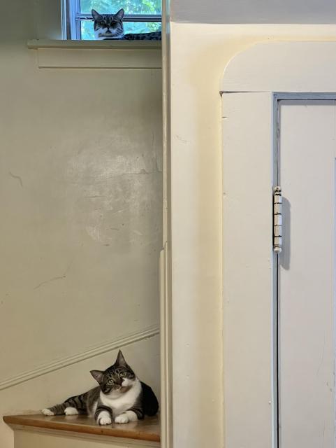 Brown & white tabby siblings. She’s in the window up the stairs, looking judgmental; he’s laying on a step halfway up, looking confused
