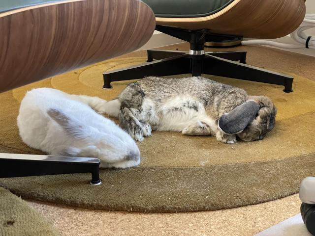 The bunnies Chuck and Matilda, both flopped on their side on the round rug in my office. Matilda’s white underbelly is clearly visible.