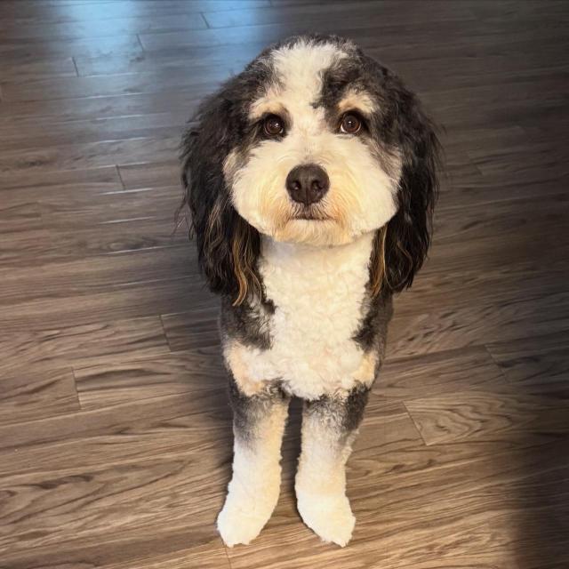 A black and white dog looking at the camera.