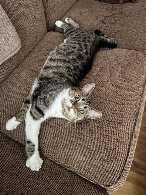 Brown & white tabby stretched out across all three cushions of a full-sized couch, seemingly confused that this is something worth documenting