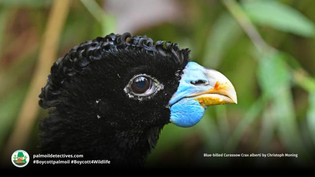 Stunning turkey-like #birds, blue-billed #Currasows 🪿🦜 are critically #endangered in #Colombia 🇨🇴 due to #PalmOil, illegal #Coca, soy and meat #deforestation. Help them and be #vegan 🥩🩸⛔️ #BoycottPalmOil 🌴🩸🚜🔥🚫 #Boycott4Wildlife @palmoildetect.bsky.social https://palmoildetectives.com/2021/02/18/blue-billed-curassow-crax-alberti/?utm_source=mastodon&utm_medium=Palm+Oil+Detectives&utm_campaign=publer