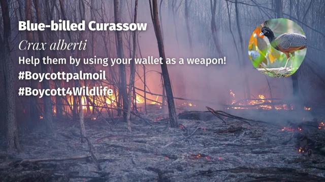 Stunning turkey-like #birds, blue-billed #Currasows 🪿🦜 are critically #endangered in #Colombia 🇨🇴 due to #PalmOil, illegal #Coca, soy and meat #deforestation. Help them and be #vegan 🥩🩸⛔️ #BoycottPalmOil 🌴🩸🚜🔥🚫 #Boycott4Wildlife @palmoildetect.bsky.social https://palmoildetectives.com/2021/02/18/blue-billed-curassow-crax-alberti/?utm_source=mastodon&utm_medium=Palm+Oil+Detectives&utm_campaign=publer