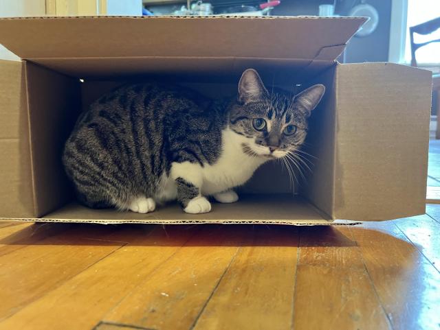 Brown & white tabby squatting in an open box which is on its side on a hardwood floor