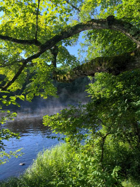 A stately maple catches the morning sun as mist rises from the river behind it.