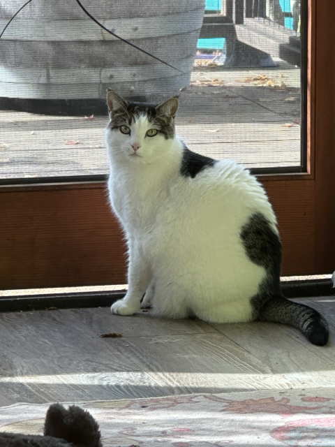 Luna - my very own “Henry” plotting her escape (if only I’d open the door…)
