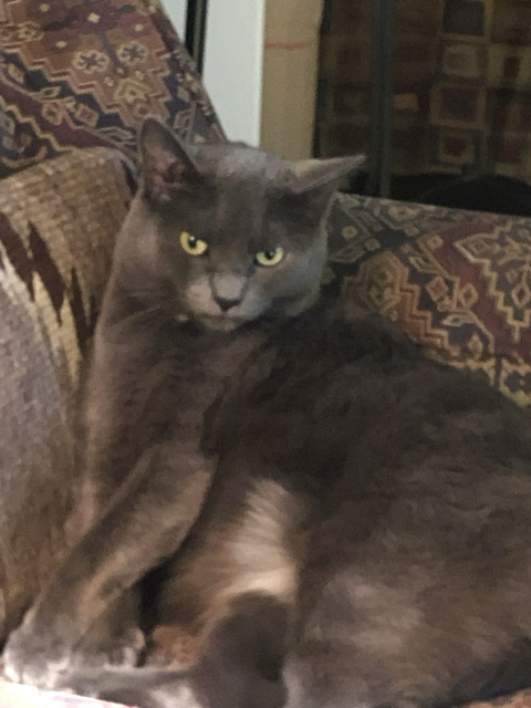 Angel Face, our little grey fluff ball, has side-eye down to a science. 