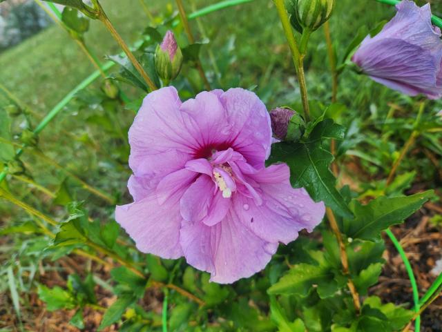 Purple flower with yellow pistil, damp with recent rain.