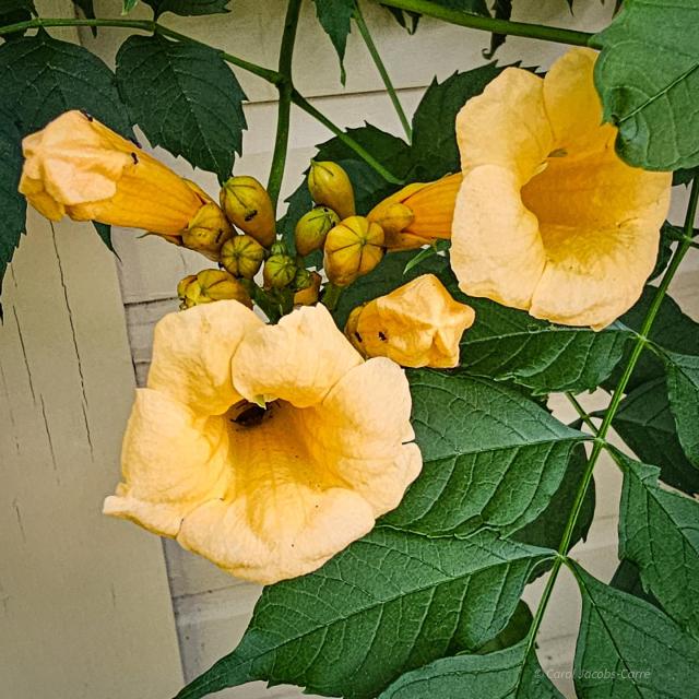 A cluster of pale apricot colored trumpet vine flower buds are  slowly opening. Two are fully opened, showing the five overlapping petals at the top of a long tube shape. The one on the lower left has an earwig sleeping inside. The flowers contrast nicely with the pinnate dark green leaves. The closed buds are long and slightly green, with a star shape outlining the petals at the top. It's interesting that the pistil and anthers are so closely held against the top to the trumpet, showing the flowers have evolved to allow hummingbirds and insects to forage deeply, catching pollen on their heads and bodies.