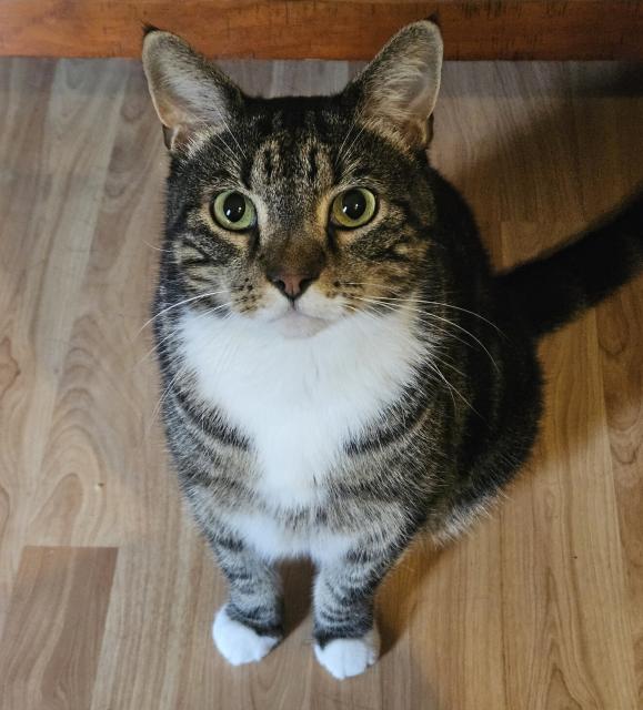 A tabby cat with a white chest and paws and green eyes sitting on the hardwood floor and staring up at the camera.