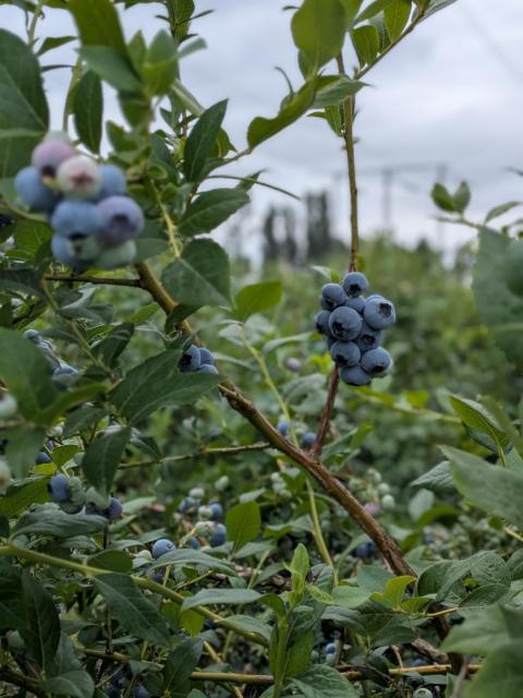A cluster of ripe blueberrys