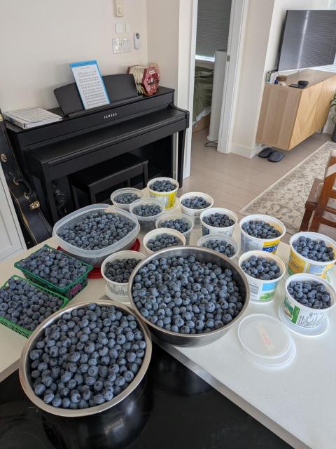 The blueberry haul - a whole 22lbs! Whoop!