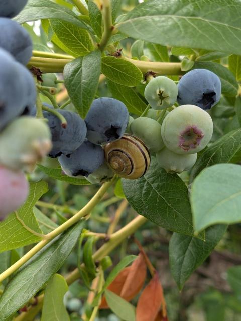 One if many cute snail found on the blueberry bushes