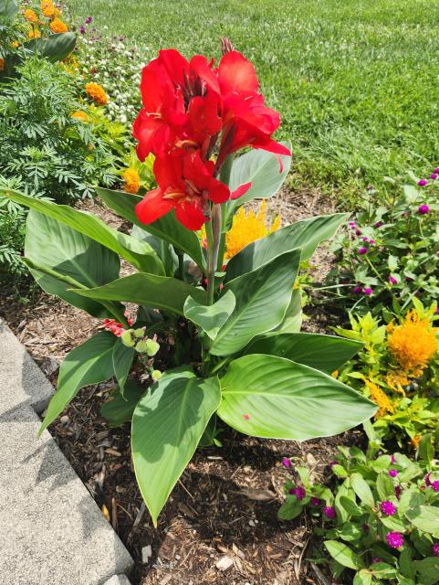 Bright red canna lily
