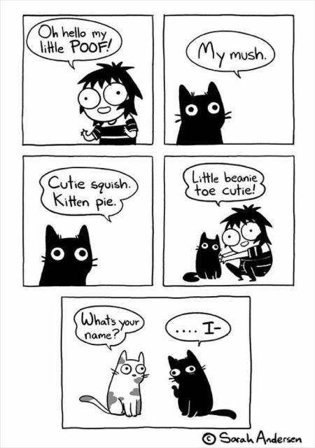 cat names
