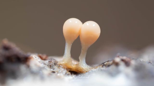 A photograph of slime mold fruiting bodies on a log. The slime molds are a round white blobs on transparent stalks.