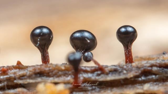 A photograph of slime mold fruiting bodies on a log. The slime molds are a round black blobs on red stalks.