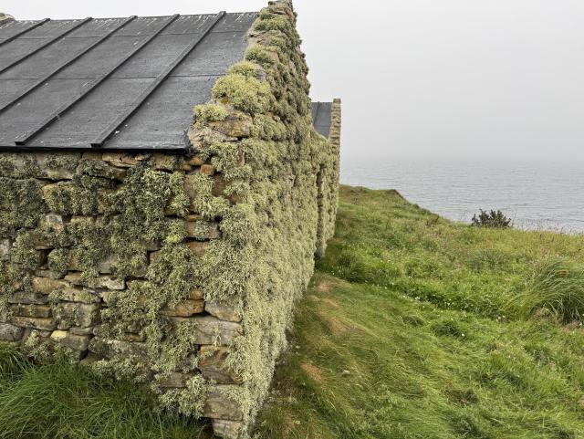 The corner of an old and low dry-stone building, perhaps intended as a barn or a tattie hoose. Now it’s growing a thick crop of hairy-looking green-grey lichen. It may or may not be ramalina farinacea; I don’t know much about lichen. It seems to love the Orkney coast. To the right some rough-looking green grass slopes down to the grey sea. The horizon is fuzzy with sea fog.