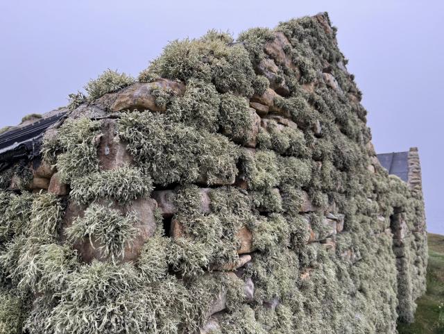 A closer look at the corner of an old and low dry-stone building, perhaps intended as a barn or a tattie hoose. Now it’s growing a thick crop of hairy-looking green-grey lichen. It may or may not be ramalina farinacea; I don’t know much about lichen. It seems to love the Orkney coast.