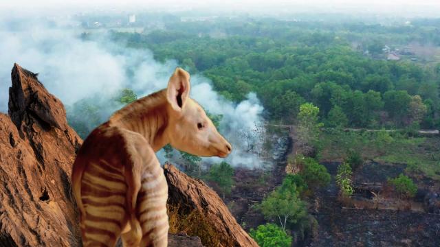 The #Okapi is to #Congo what the Panda is to China, a national treasure and a strange blend of a #giraffe and #zebra. They're #endangered by #palmoil and #tobacco #deforestation. Help them survive when u #BoycottPalmOil #Boycott4Wildlife @palmoildetect  https://wp.me/pcFhgU-10X?utm_source=mastodon&utm_medium=Palm+Oil+Detectives&utm_campaign=publer  