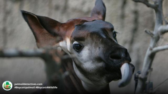 The #Okapi is to #Congo what the Panda is to China, a national treasure and a strange blend of a #giraffe and #zebra. They're #endangered by #palmoil and #tobacco #deforestation. Help them survive when u #BoycottPalmOil #Boycott4Wildlife @palmoildetect  https://wp.me/pcFhgU-10X?utm_source=mastodon&utm_medium=Palm+Oil+Detectives&utm_campaign=publer  