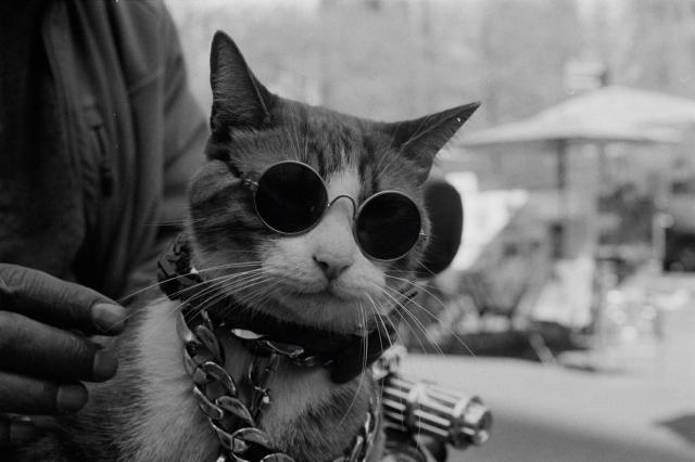 A cool cat wearing sunglasses