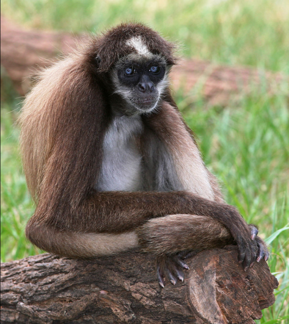 #News: 🇨🇴 #Colombia’s brown spider #monkeys face #extinction. 85% of their forests vanishing due to #palmoil #coca and #meat #deforestation. Forest corridors are being touted as a solution. #BoycottPalmOil and be #Vegan for them 🌴🙊 @palmoildetect https://news.mongabay.com/2025/07/forest-corridors-protect-colombias-critically-endangered-brown-spider-monkey/?utm_source=mastodon&utm_medium=Palm+Oil+Detectives&utm_campaign=publer
