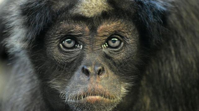 #News: 🇨🇴 #Colombia’s brown spider #monkeys face #extinction. 85% of their forests vanishing due to #palmoil #coca and #meat #deforestation. Forest corridors are being touted as a solution. #BoycottPalmOil and be #Vegan for them 🌴🙊 @palmoildetect https://news.mongabay.com/2025/07/forest-corridors-protect-colombias-critically-endangered-brown-spider-monkey/?utm_source=mastodon&utm_medium=Palm+Oil+Detectives&utm_campaign=publer
