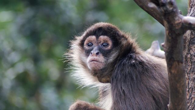 #News: 🇨🇴 #Colombia’s brown spider #monkeys face #extinction. 85% of their forests vanishing due to #palmoil #coca and #meat #deforestation. Forest corridors are being touted as a solution. #BoycottPalmOil and be #Vegan for them 🌴🙊 @palmoildetect https://news.mongabay.com/2025/07/forest-corridors-protect-colombias-critically-endangered-brown-spider-monkey/?utm_source=mastodon&utm_medium=Palm+Oil+Detectives&utm_campaign=publer
