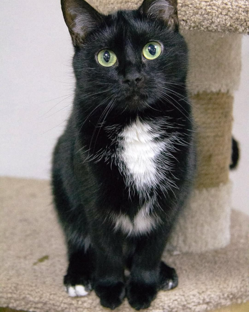 A black cat with vibrant green eyes and a white chest patch sits upright on a carpeted cat tree