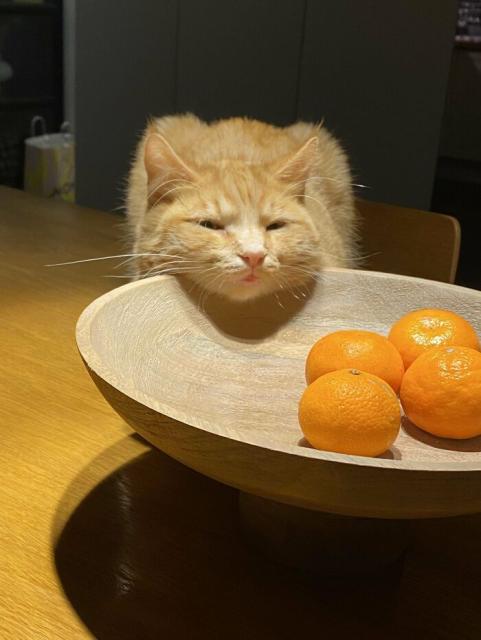 orange cat