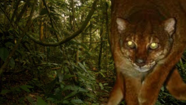 #Wildcat #carnivores 🐯🐅💛 in #Borneo 🇮🇩🇲🇾 may adjust their schedules to avoid each other as they compete for ever more scarce food 😿 Help them survive and #Boycottpalmoil 🌴🪔🔥🤮☠️🧐🙊⛔️ #Boycott4Wildlife every time you shop! @palmoildetect.bsky.social https://palmoildetectives.com/2024/08/25/research-wild-cat-carnivores-in-borneo-may-adjust-their-schedules-to-avoid-each-other/?utm_source=mastodon&utm_medium=Palm+Oil+Detectives&utm_campaign=publer