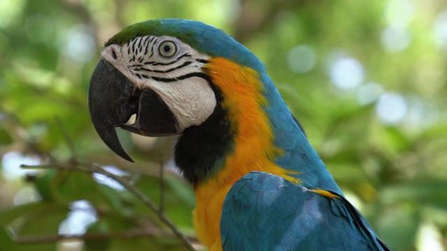 Humans can learn to develop a 'slow memory' to understand the slow-moving but real threat of #animal #extinction. Fight back against extinction, be #Vegan 🍉🍎🧄🥦 and #BoycottPalmOil 🌴🩸💀🙊🧐⛔️ #Boycott4Wildlife in the supermarket @palmoildetect https://palmoildetectives.com/2023/11/19/climate-and-extinction-crises-move-too-slowly-for-us-to-pay-attention-heres-the-answer/?utm_source=mastodon&utm_medium=Palm+Oil+Detectives&utm_campaign=publer 