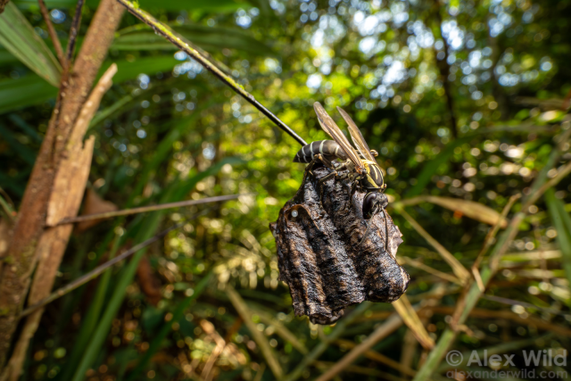 Wide angle macro photograph in a tropical forest, in the foreground, suspeneded from a palm spine, is a dark brown paper wasp nest and a stately black wasp with yellow thoracic markings and white stripes on the abdomen.