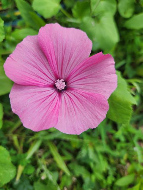 Bright pink flower. Five petals.