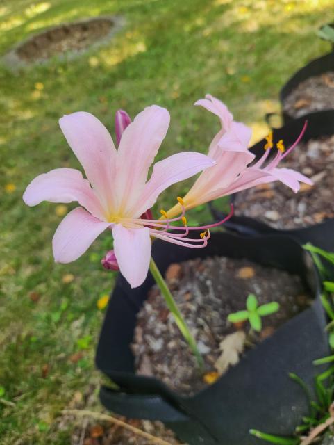 Closeup of a light pink lily flower. Six petals. No leaves on stem.