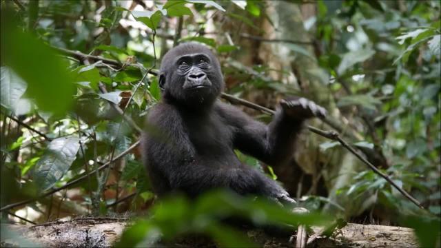 Just like human #children 👨‍👩‍👧‍👧, #gorillas 🦍 who suffer #childhood tragedies are able to thrive with #economic and social supports in place. #Research #primatology #primates Help all beings, be #vegan #Boycottpalmoil #Boycott4Wildlife @palmoildetect https://wp.me/pcFhgU-8TQ?utm_source=mastodon&utm_medium=Palm+Oil+Detectives&utm_campaign=publer

