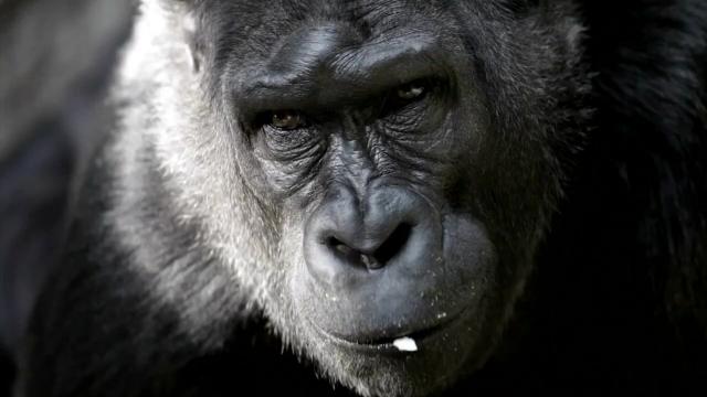 Just like human #children 👨‍👩‍👧‍👧, #gorillas 🦍 who suffer #childhood tragedies are able to thrive with #economic and social supports in place. #Research #primatology #primates Help all beings, be #vegan #Boycottpalmoil #Boycott4Wildlife @palmoildetect https://wp.me/pcFhgU-8TQ?utm_source=mastodon&utm_medium=Palm+Oil+Detectives&utm_campaign=publer

